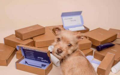 Small dog in front of custom shipping boxes