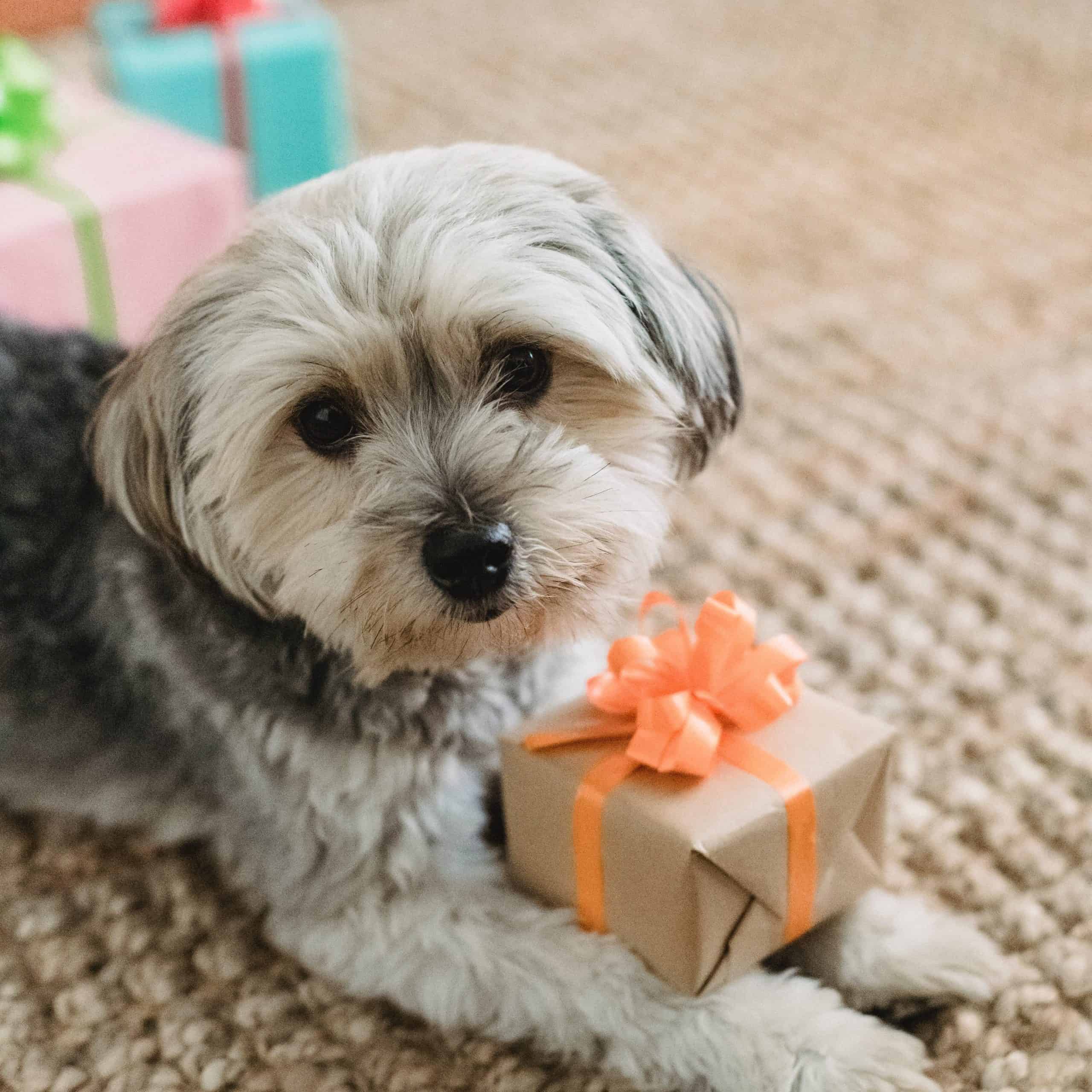 dog with presents